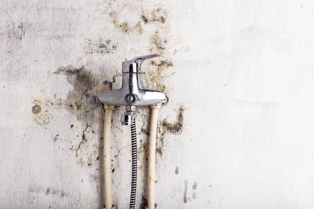 Best Commercial Mold Remediation in Iowa Colony, TX