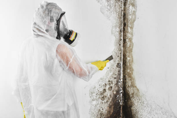 Best HVAC Mold Remediation in Iowa Colony, TX