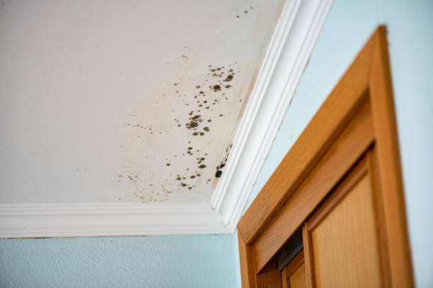 Best Post-Flood Mold Remediation in Iowa Colony, TX