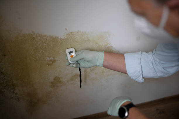 Best Health and Safety Mold Remediation in Iowa Colony, TX