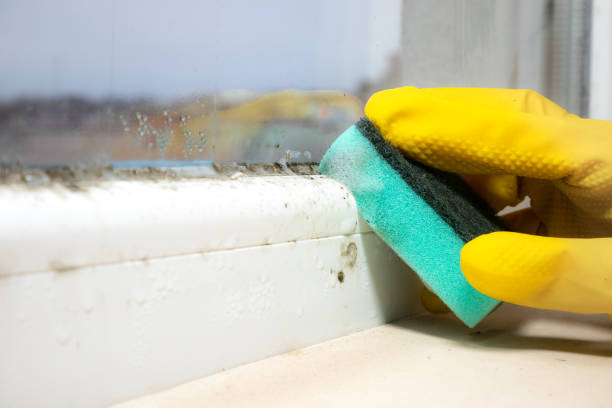 Best Black Mold Remediation in Iowa Colony, TX