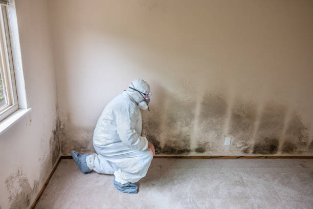 Best Mold Testing and Inspection Services in Iowa Colony, TX