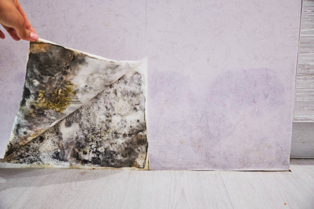 Iowa Colony, TX Mold Remediation Company